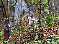 Ženy vypalují porost pro novou kakaovou plantáž v pralese