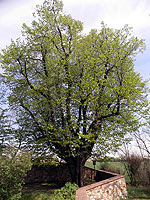 Prvním památným stromem na území Prahy se stala lípa rostoucí u osady Chaby v Praze 13.
