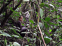 Stopování goril na jejich stezce pralesem Bechati